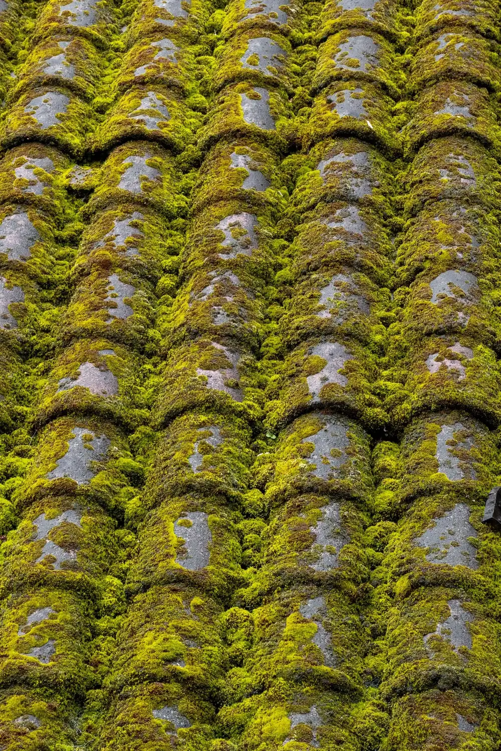 Moss-covered roof tiles