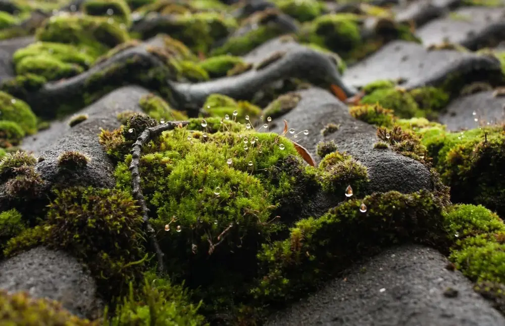 Moss detail on roof shingles