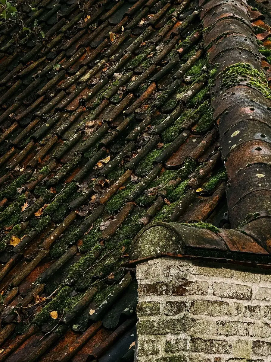Heavy moss growth on an older Shoreline roof
